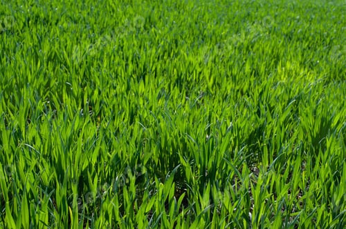 Preview: green sprouts of winter wheat or rye fragment at early spring close up