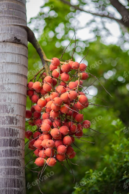 Preview: Red and Green Ripe Arecanut palm, Betel nut palm or Betel Nuts on tree