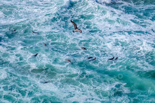 Preview: Marine habitats from above