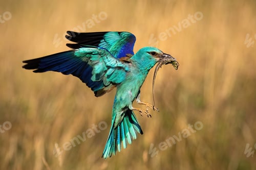 Preview: Colorful european roller hovering in flight in spring