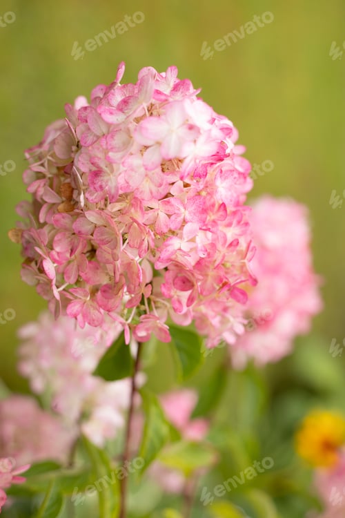 Preview: white-pink hydrangea flowers in the garden in summer