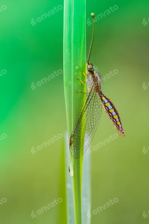 Preview: dragonfly
