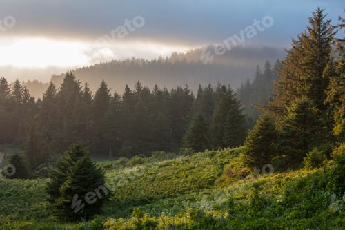 Preview: Coastasl forest at dusk, Oswalk West State Park, Oregon