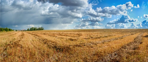 Preview: panorama of mowed buckwheat field, patterns of lines with green sheaves, red stalks. beautiful sky