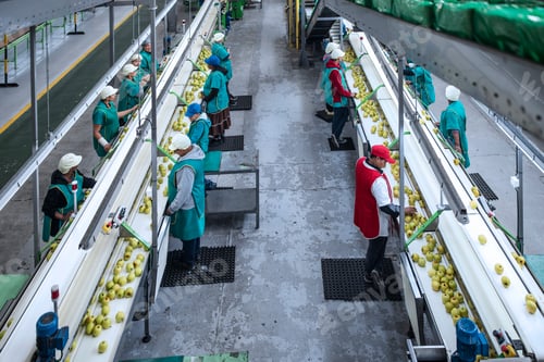 Preview: Women working in apple factory