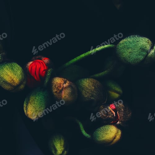 Preview: Poppy