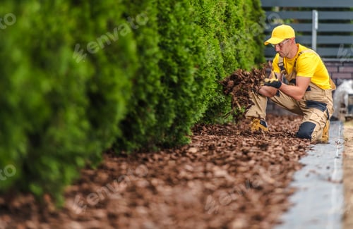 Preview: Gardener Applying Mulch Around Well-Trimmed Hedges in a Landscaped Yard on a Sunny Day