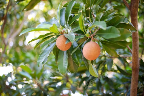 Preview: Closeup of fresh sapodilla fruit on sapodilla tree with green leaves