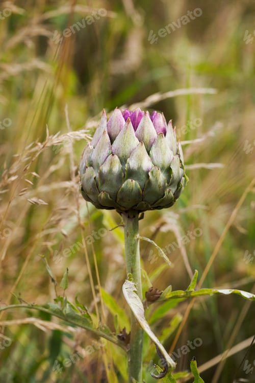 Preview: Close up of flowering artichoke in a garden.