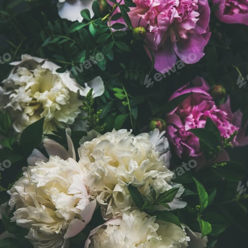 Preview: White and pink peony flowers over dark background, square crop