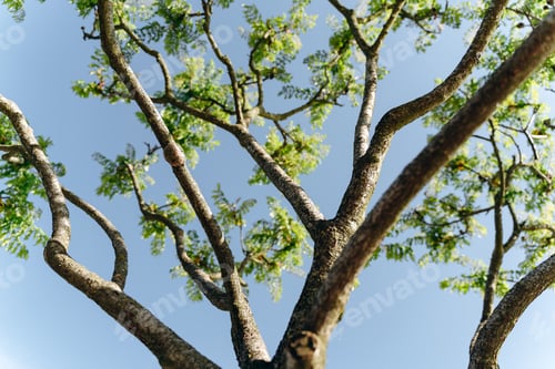Preview: Photo of a beautiful, decorative tree. Bottom view of a tree