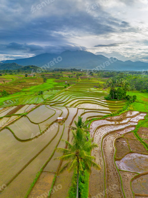 Preview: Beautiful morning view in Indonesia, panoramic landscape of rice fields with mountain ranges