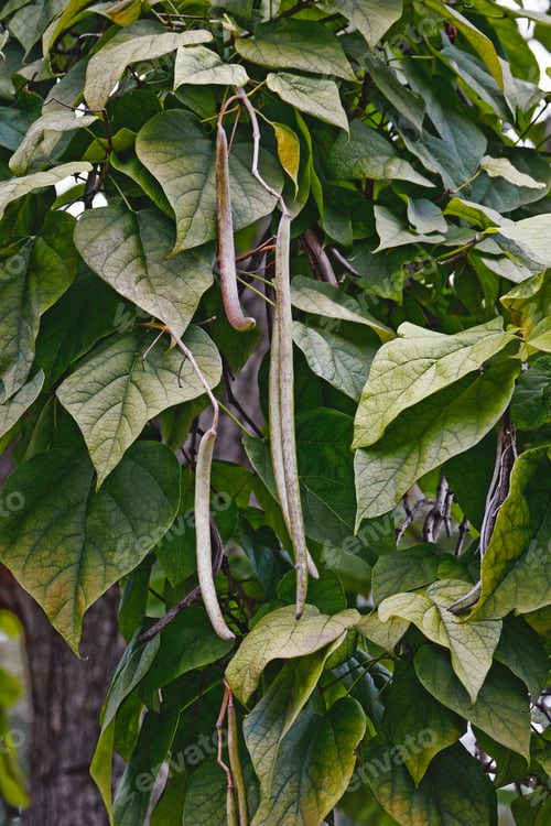 Preview: Northern Catalpa (Catalpa Speciosa). Known As Hardy Catalpa, Western Catalpa, Cigar Tree, Bois
