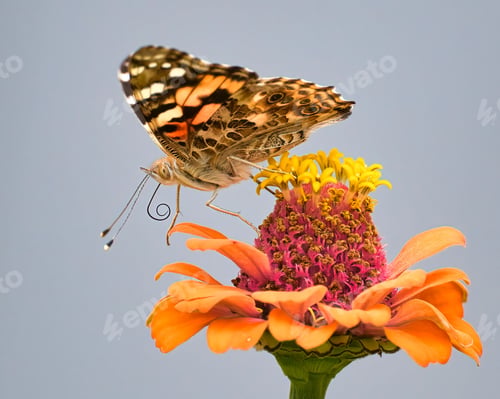 Preview: Close-up of a Painted Lady Butterfly perched on an orange and yellow flower