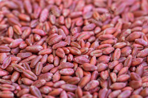 Preview: Wheat seeds, cereal seeds with red seed dressing or seed treatment