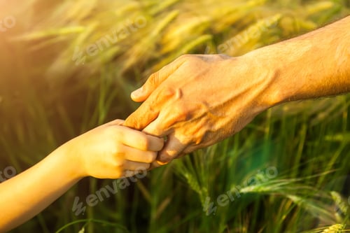 Preview: hands of child and father on wheat field