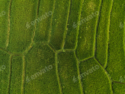 Preview: Aerial view of rice fields,Bali,Indonesia