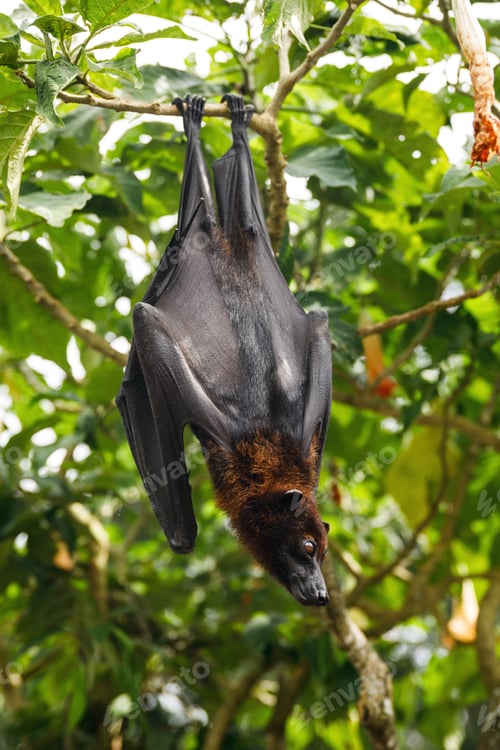 Preview: Cute flying fox hanging on the tree