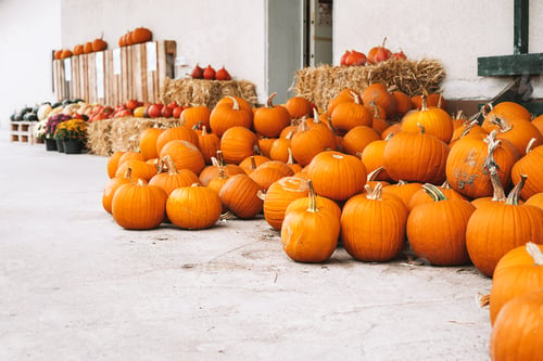 Preview: Autumn harvest of pumpkins.