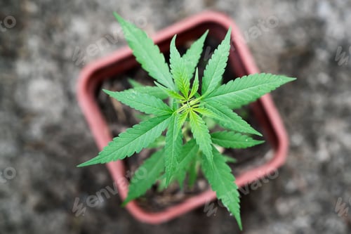 Preview: Marijuana in pod