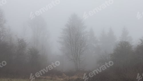 Preview: Canadian rain forest with green trees. Early morning fog in winter season