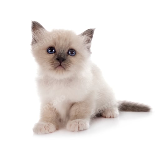 Preview: birman kitten in studio