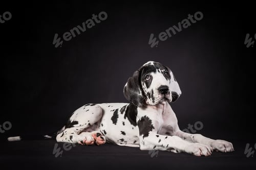 Preview: Adorable spotted great dane puppy on black background