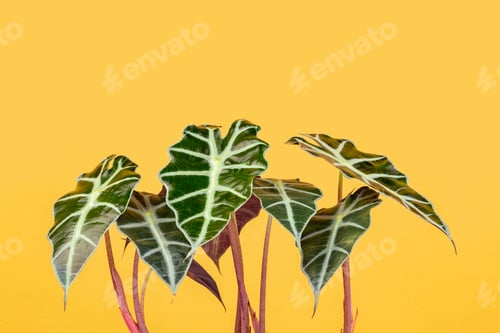 Preview: Alocasia African Mask plant over yellow background