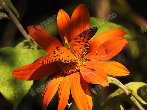Preview: Orange tones in nature