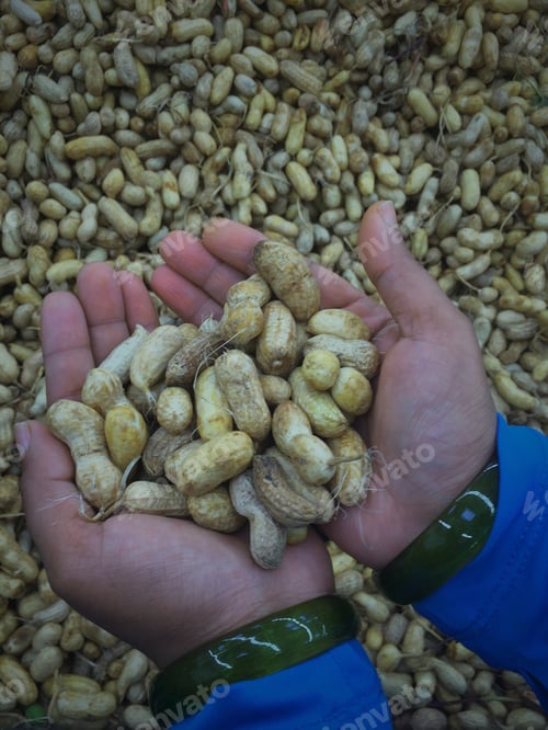 Preview: Ground nuts