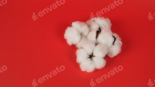 Preview: Cotton flowers on red background.