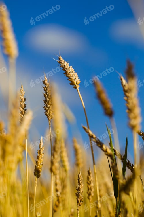 Preview: Wheat field on a summer sunny day