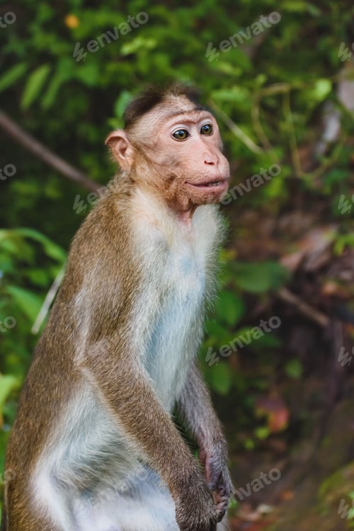 Preview: Curious monkey perched on a thick tree branch, looking off into the distance