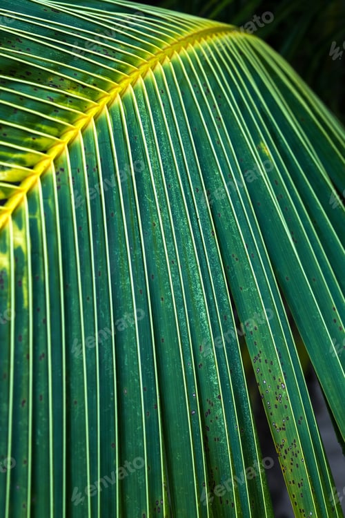 Preview: Palm leaves green texture background