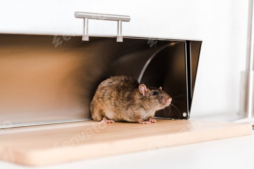 Preview: Rat in a Breadbox on a Light Wood Surface