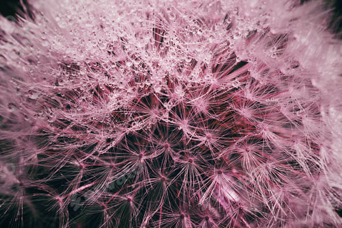 Preview: Blooming fluffy dandelion head.Fluffy umbrellas with dew drops on a dark background.Macrophotography