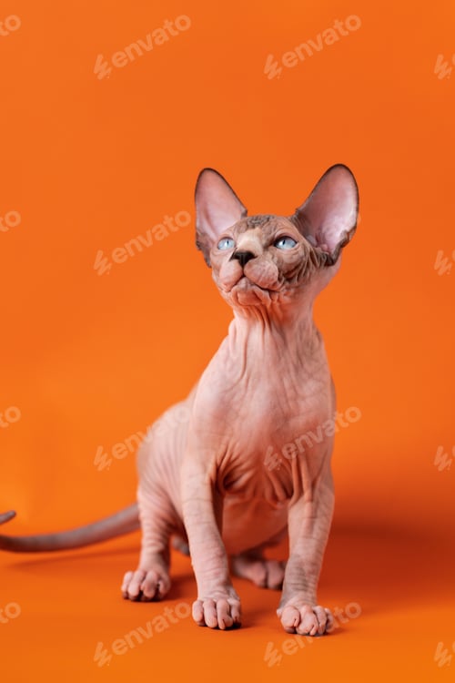 Preview: Friendly Sphynx Hairless kitten sitting on orange background and looking up with desire to play
