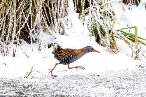 Preview: Water Rail Running On Snow