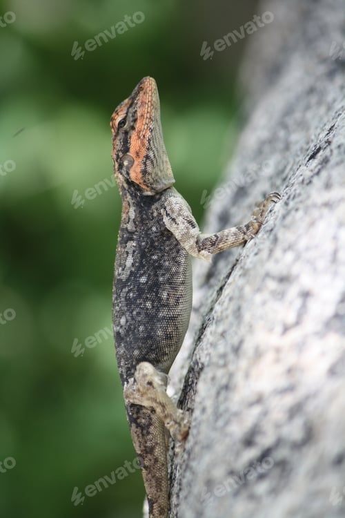 Preview: Vertical shot of a colourful lizard perched on a rock
