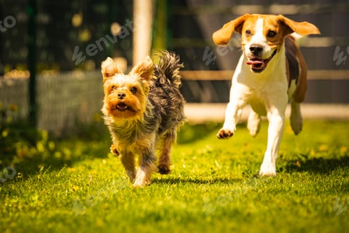 Preview: Cute Yorkshire Terrier dog and beagle dog chese each other in backyard.