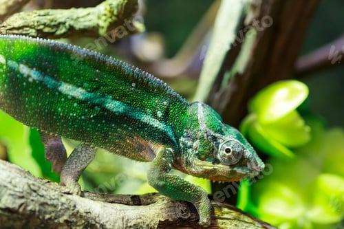 Preview: chameleon, reptile, pet, coloured, colours