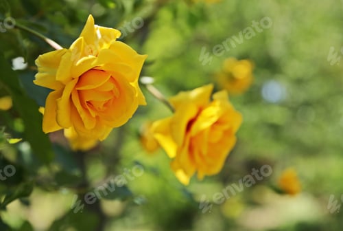 Preview: Two yellow roses at garden