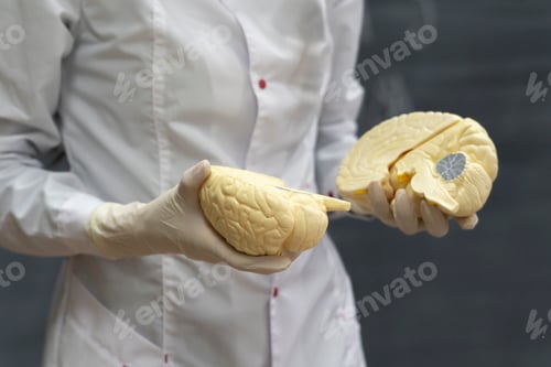 Preview: a biology class, teacher's hands hold human brains model