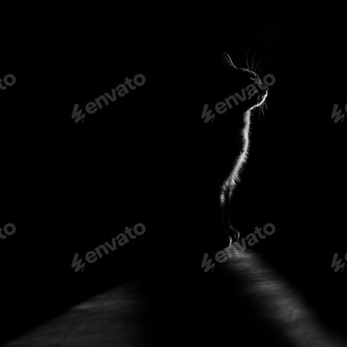 Vista previa: Cat sitting under the light in bnw