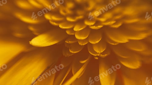 Preview: Macro shot of yellow gerbera petals. Beautiful flower background in defocus.