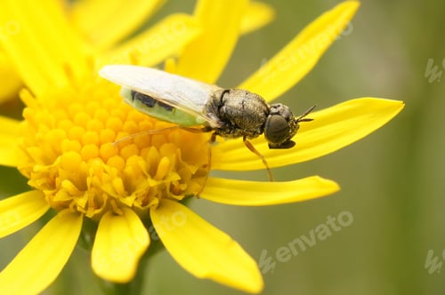 Preview: Closeup on the Common Green Colonel, Oplodontha viridula, sitting on a yellow flower