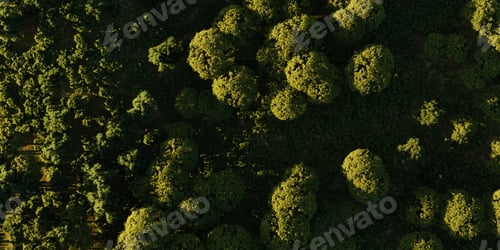 Preview: Aerial View from above of Green Forest and Trees