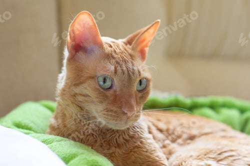 Preview: Charming curly cat Ural Rex lies and looks with green eyes.