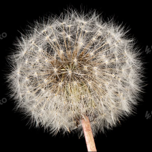 Preview: Old dandelion isolated on black background