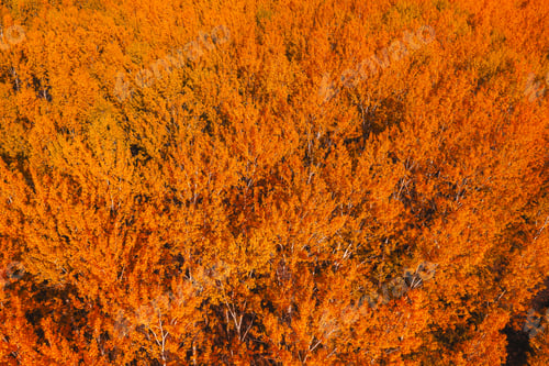 Preview: Fall season in deciduous forest. Aerial shot of orange treetops in autumn afternoon.